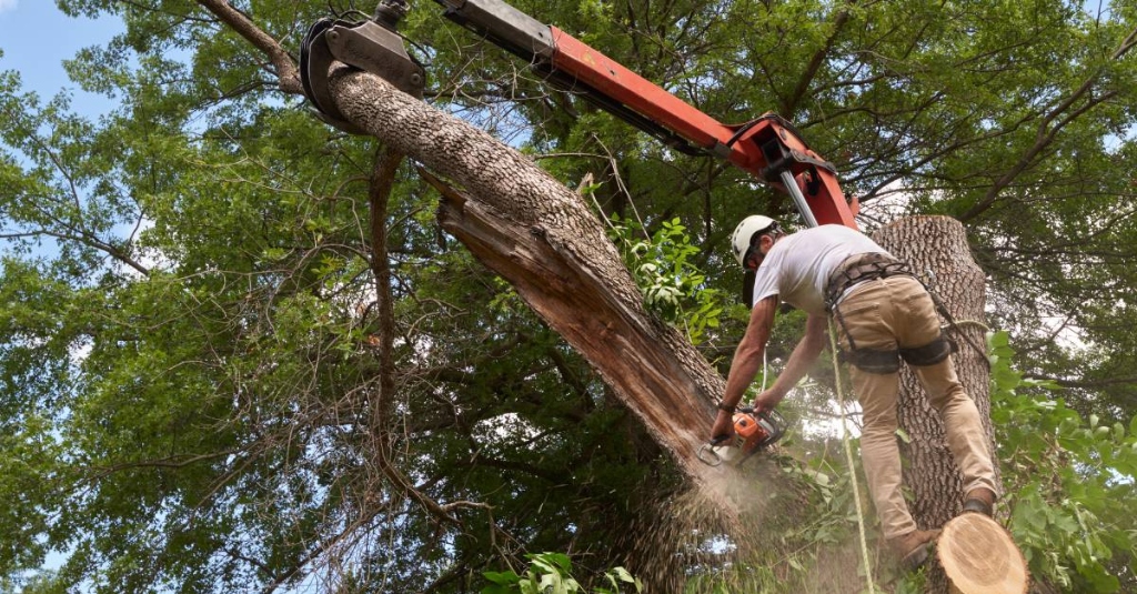 Professional Arborist Services gallery image 1